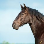Equine Theft Laws in Georgia