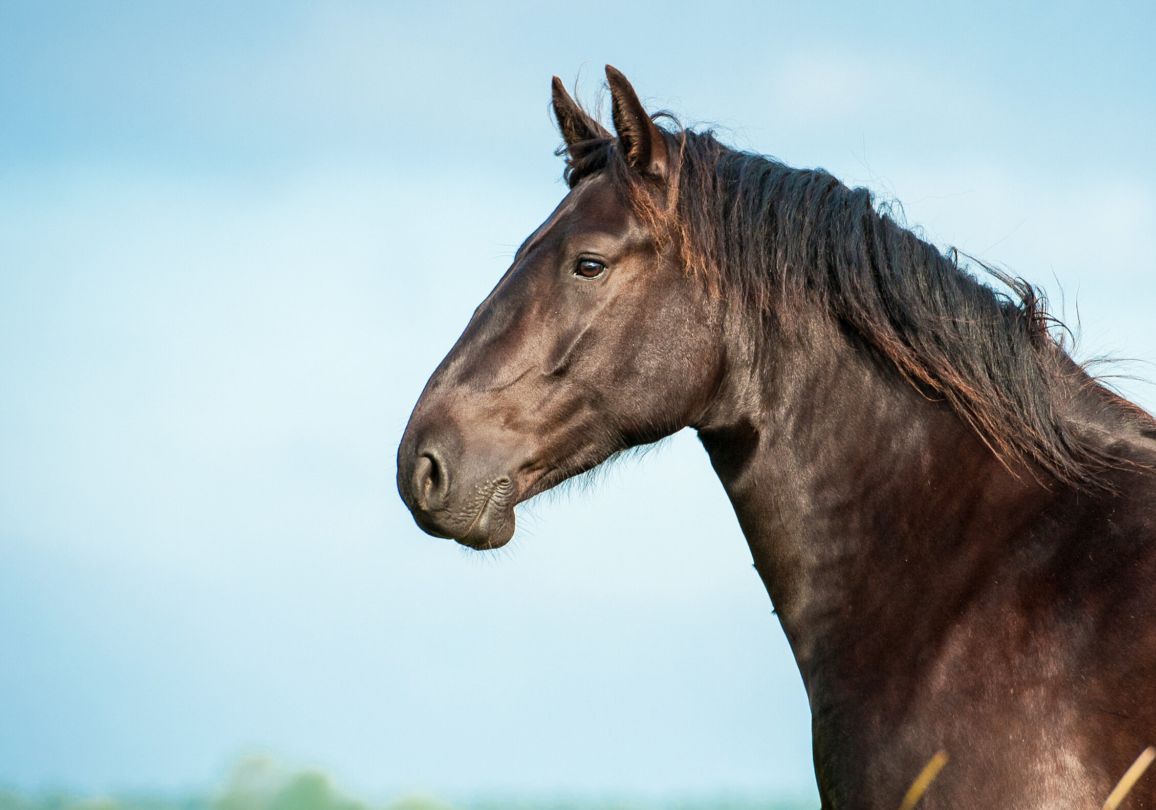 Equine Theft Laws in Georgia